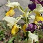 Orchis pauciflora Flor