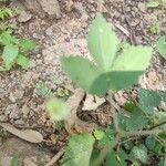 Hibiscus lobatus Leaf