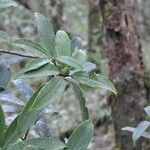 Rhododendron saxicola Folha