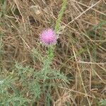 Carduus acanthoides Flower