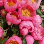 Paeonia mascula ഇല
