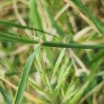 Triticum monococcum Bark