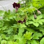 Geranium phaeumFlor