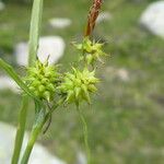 Carex flava Цветок