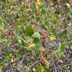 Ceanothus velutinus برگ