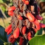 Magnolia virginiana Fruit