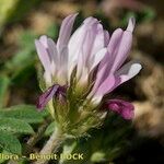 Astragalus glaux Квітка