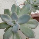 Pachyphytum bracteosum পাতা