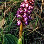 Himantoglossum robertianumΣυνήθη χαρακτηριστικά