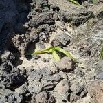 Scilla haemorrhoidalis Leaf