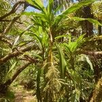 Cordyline mauritiana Hoja