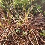 Microchloa kunthii Blüte