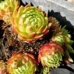 Sempervivum tectorumBlatt