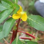 Ludwigia inclinata Flower