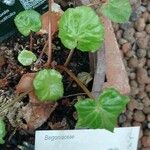 Begonia rotundifolia Hoja