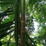 Euterpe precatoria Bark