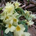 Primula vulgarisFlower