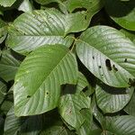 Macropsychanthus comosus Leaf