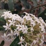 Acokanthera oppositifolia Flower