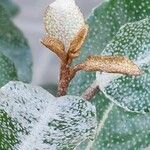 Elaeagnus × submacrophylla Flor