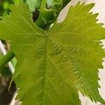 Vitis vinifera Лист