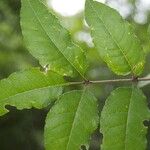 Zanthoxylum clava-herculis Leaf