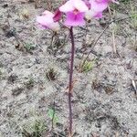 Eulophia cucullata Flor