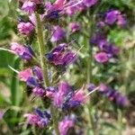 Echium vulgareFlower