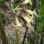 Primula chionantha Λουλούδι
