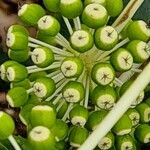 Fatsia japonica Fruit