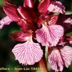 Anacamptis papilionacea Flor