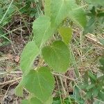 Croton hirtus পাতা