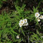 Chamaebatia australis Pokrój