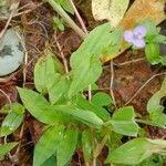 Murdannia nudiflora Liść