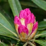 Rhododendron degronianum Floare