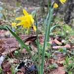 Narcissus minor Flor