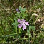 Malva multifloraFlor