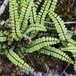 Asplenium adulterinum Leaf