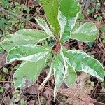 Photinia fraseri Leaf