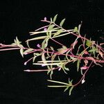 Epilobium cylindricum 整株植物