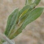 Filago pyramidata Jani