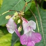 Impatiens balfouriBlodyn