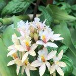 Epidendrum spp. Cvet
