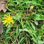 Taraxacum cucullatiforme 形態