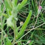 Gutenbergia rueppellii Hoja