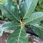 Ficus lutea Foglia