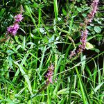 Lythrum salicaria Blüte