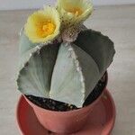 Astrophytum myriostigma葉