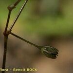 Spergularia flaccida Arall