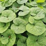 Asarum canadense Liść